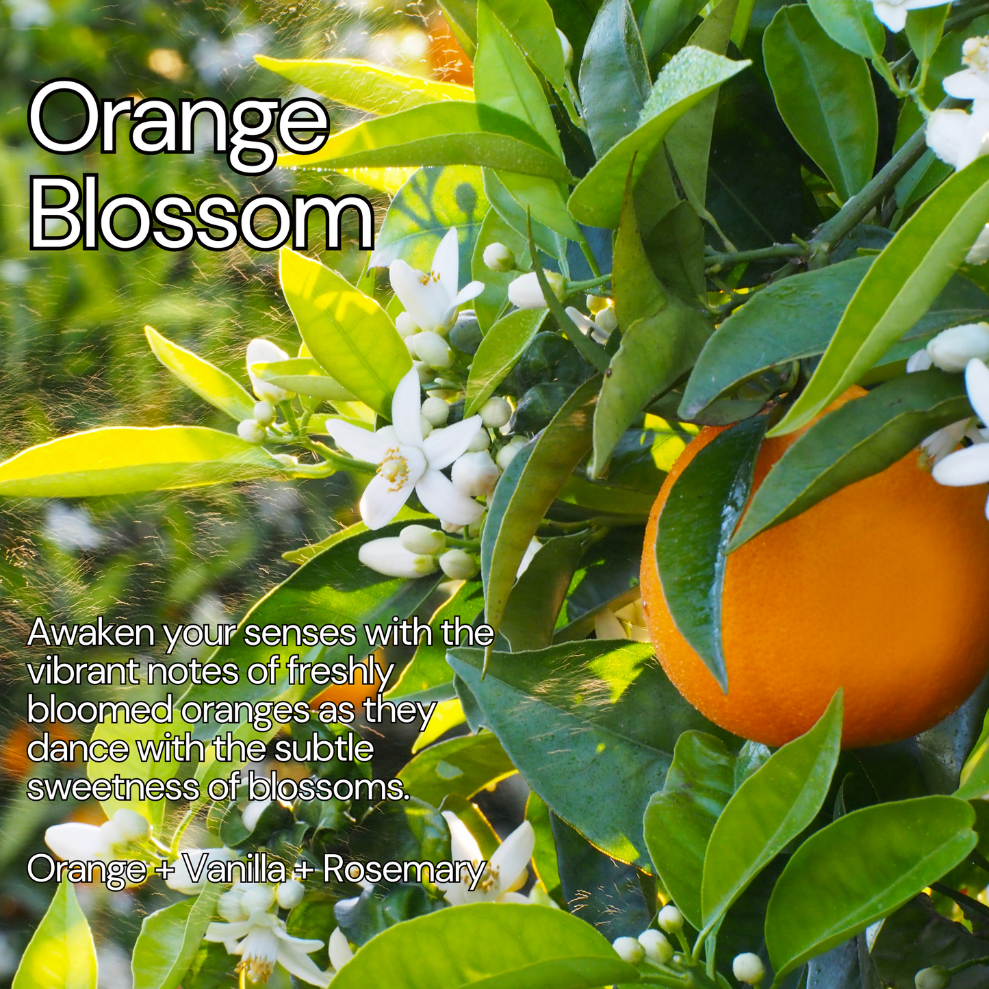 Roll-On Fragrance Oil